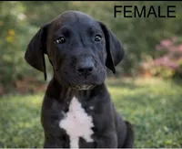 Patsy, a female Great Dane for sale in Marquez, TX – Photo 2 of 3