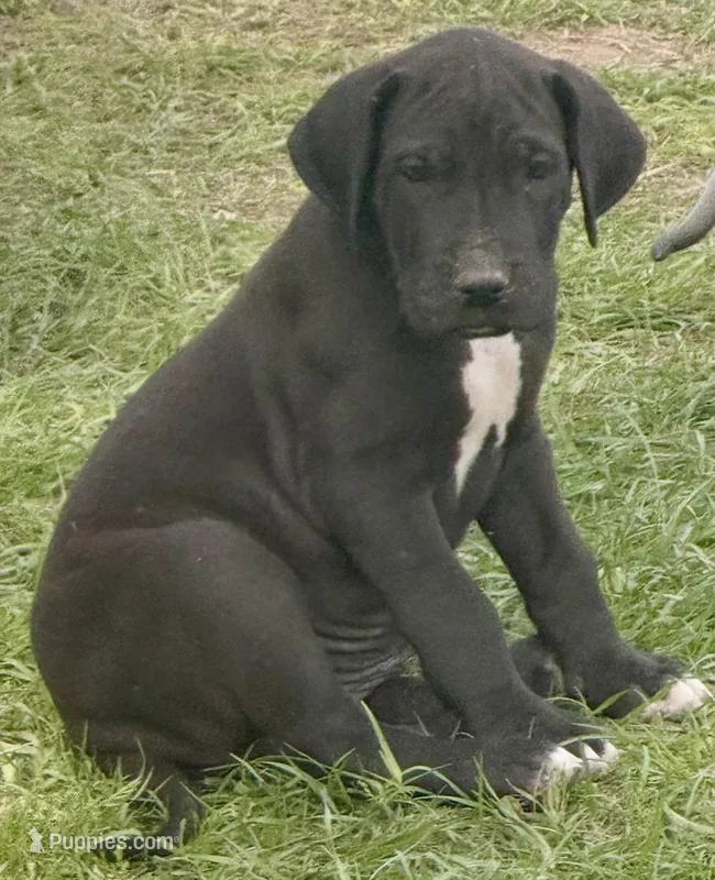 Patsy, a female Great Dane for sale in Marquez, TX – Photo 1 of 3