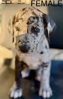 Minnie, a female Great Dane for sale in Marquez, TX – Photo 2 of 4
