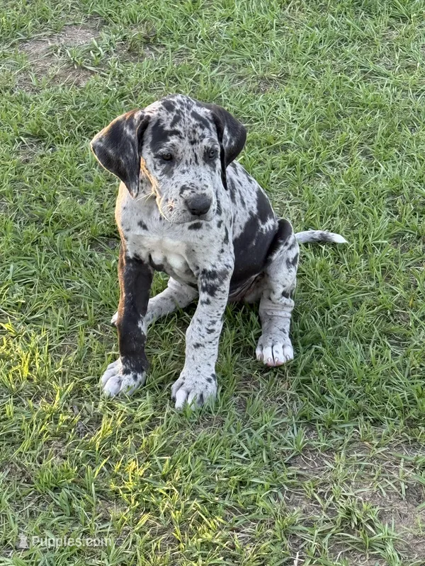 Minnie – Great Dane puppy for sale in Marquez, TX