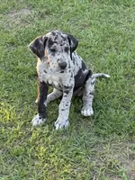 Minnie, a female Great Dane for sale in Marquez, TX – Photo 1 of 4