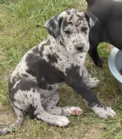 Minnie, a female Great Dane for sale in Marquez, TX – Photo 4 of 4