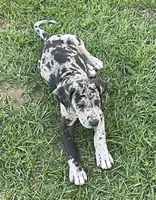Minnie, a female Great Dane for sale in Marquez, TX – Photo 3 of 4