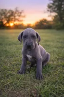 Conway, a male Great Dane for sale in Marquez, TX – Photo 3 of 3