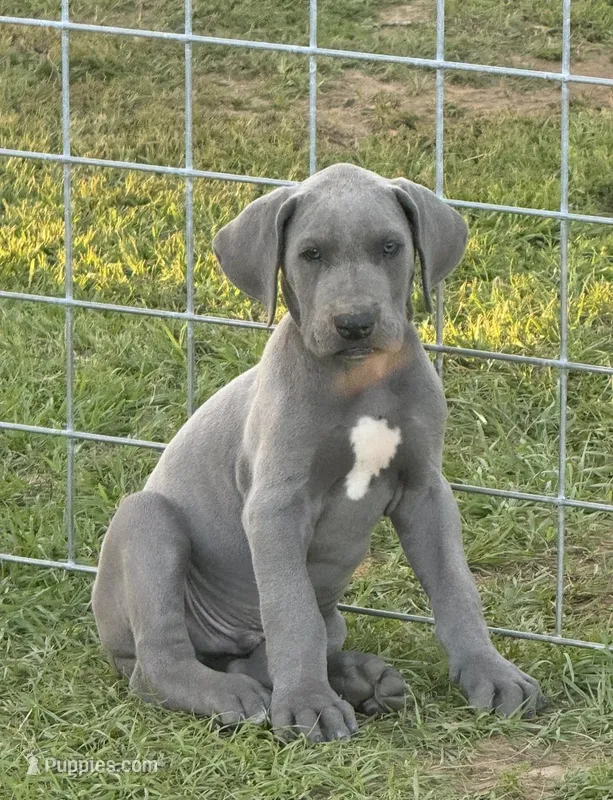 Conway – Great Dane puppy for sale in Marquez, TX