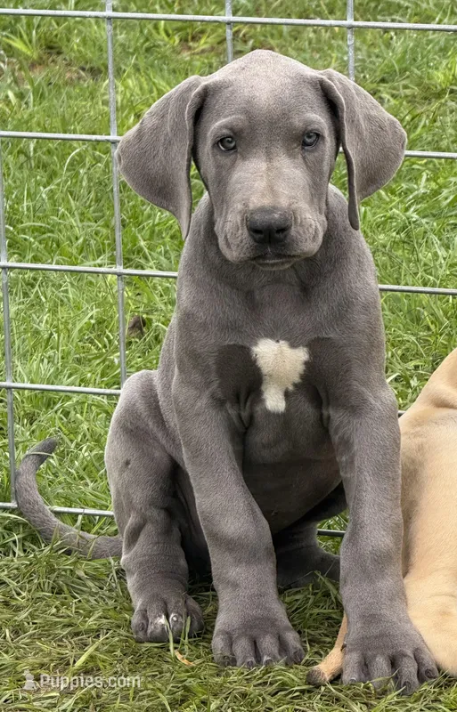 Conway – Great Dane puppy for sale in Marquez, TX
