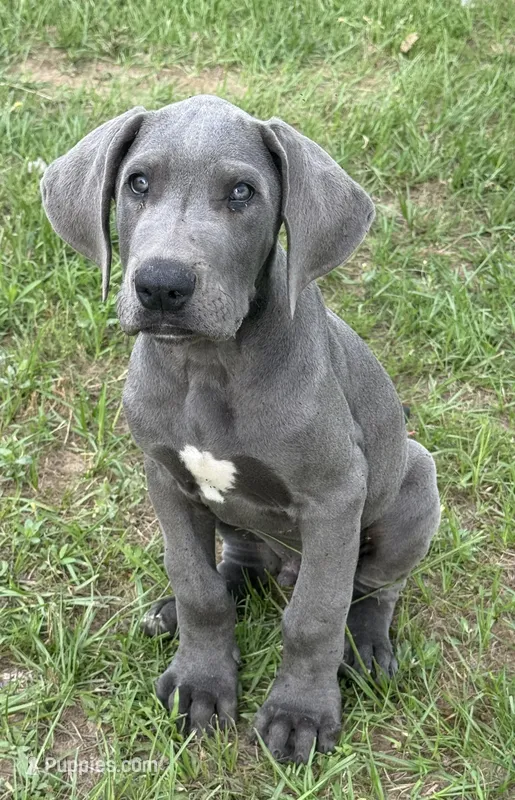 Conway – Great Dane puppy on hold in Marquez, TX