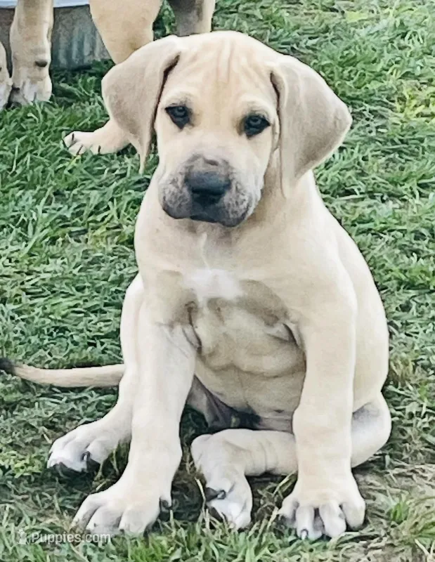 Hank – Great Dane puppy for sale in Marquez, TX
