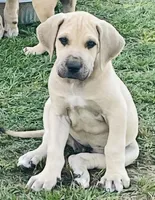 Hank, a male Great Dane for sale in Marquez, TX – Photo 1 of 5