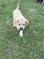 Hank, a male Great Dane for sale in Marquez, TX – Photo 5 of 5