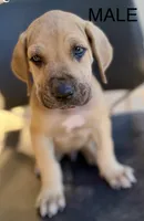 Hank, a male Great Dane for sale in Marquez, TX – Photo 2 of 5