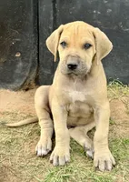 Hank, a male Great Dane for sale in Marquez, TX – Photo 4 of 5