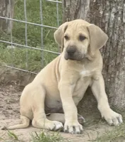 Hank, a male Great Dane for sale in Marquez, TX – Photo 3 of 5
