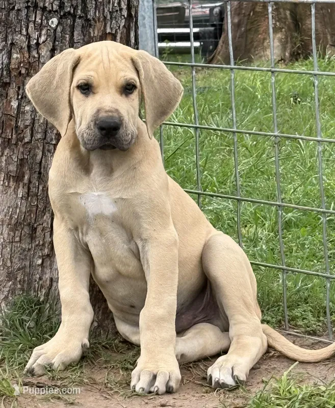 Hank – Great Dane puppy for sale in Marquez, TX