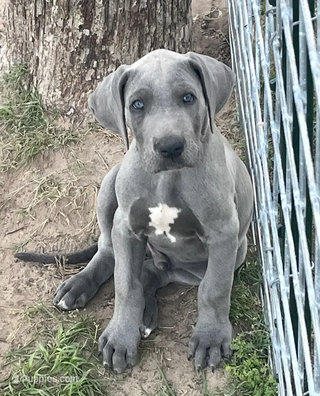 Johnny – Great Dane puppy for sale in Marquez, TX