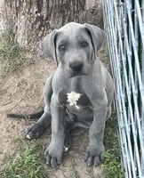 Johnny, a male Great Dane for sale in Marquez, TX – Photo 1 of 4