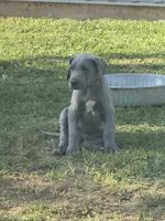 Johnny, a male Great Dane for sale in Marquez, TX – Photo 4 of 4