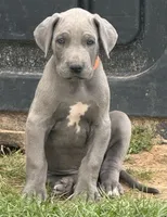 Johnny, a male Great Dane for sale in Marquez, TX – Photo 3 of 4