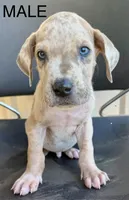 Merle, a male Great Dane for sale in Marquez, TX – Photo 2 of 4