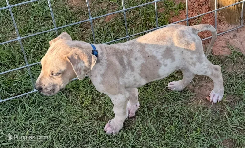 Merle – Great Dane puppy for sale in Marquez, TX
