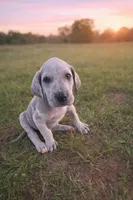 Merle, a male Great Dane for sale in Marquez, TX – Photo 3 of 4