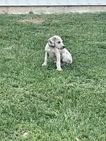 Merle, a male Great Dane for sale in Marquez, TX – Photo 4 of 4