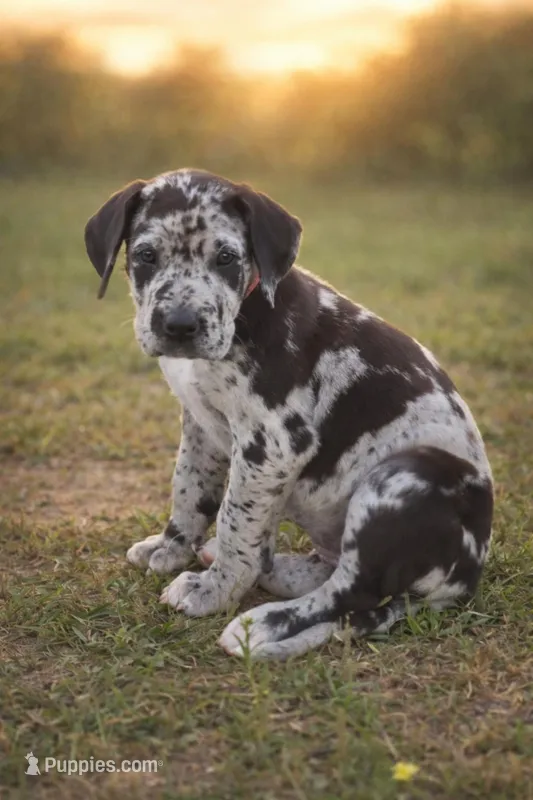 June – Great Dane puppy for sale in Marquez, TX