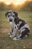 June, a female Great Dane for sale in Marquez, TX – Photo 1 of 5