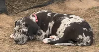 June, a female Great Dane for sale in Marquez, TX – Photo 4 of 5