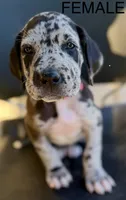 June, a female Great Dane for sale in Marquez, TX – Photo 2 of 5