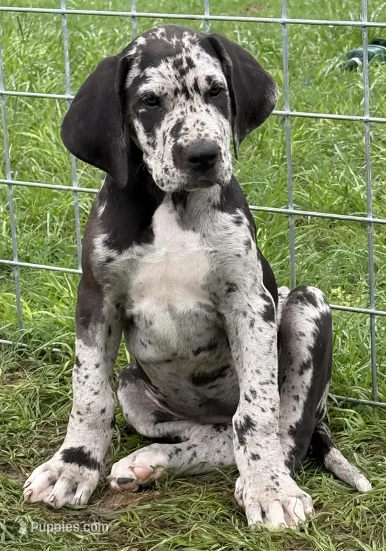 June – Great Dane puppy for sale in Marquez, TX
