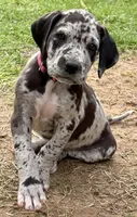 June, a female Great Dane for sale in Marquez, TX – Photo 5 of 5