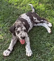 June, a female Great Dane for sale in Marquez, TX – Photo 3 of 5