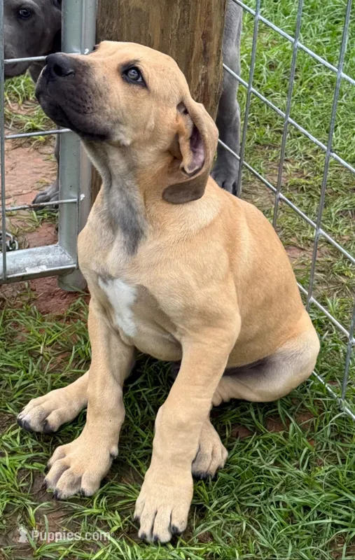 Buck – Great Dane puppy for sale in Marquez, TX