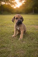 Buck, a male Great Dane for sale in Marquez, TX – Photo 4 of 4