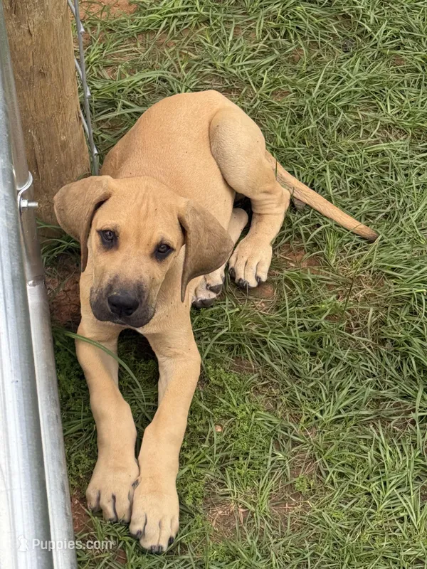 Buck – Great Dane puppy for sale in Marquez, TX