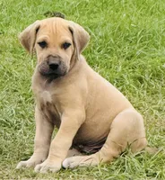 Buck, a male Great Dane for sale in Marquez, TX – Photo 1 of 4