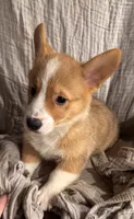 Thor, a male Pembroke Welsh Corgi for sale in Noble, OK – 2 of 2