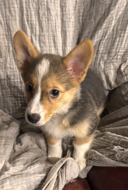 Hershey – Pembroke Welsh Corgi puppy for sale in Noble, OK