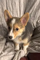 Hershey, a female Pembroke Welsh Corgi for sale in Noble, OK – 1 of 2