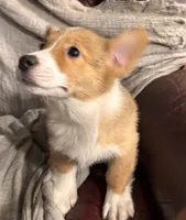 Punkin, a female Pembroke Welsh Corgi for sale in Noble, OK – 2 of 2