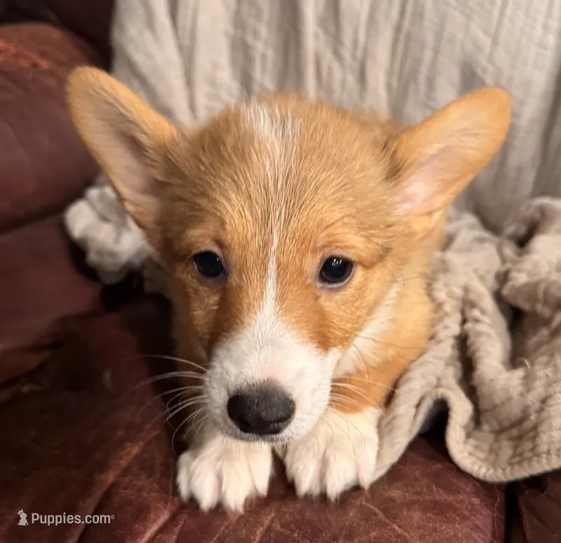 Punkin – Pembroke Welsh Corgi puppy for sale in Noble, OK