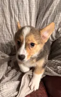 Hershey, a female Pembroke Welsh Corgi for sale in Noble, OK – 2 of 2