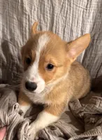 Thor, a male Pembroke Welsh Corgi for sale in Noble, OK – 1 of 2