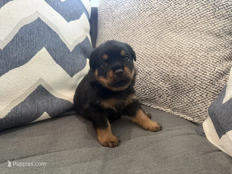 Thunder – Rottweiler puppy for sale in Parker, CO