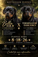 Stormi, a female Rottweiler for sale in Parker, CO – 2 of 2