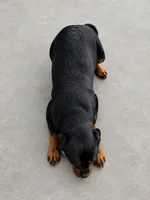 Ximazey (pregnant), a female Rottweiler for sale in Parker, CO – 2 of 2