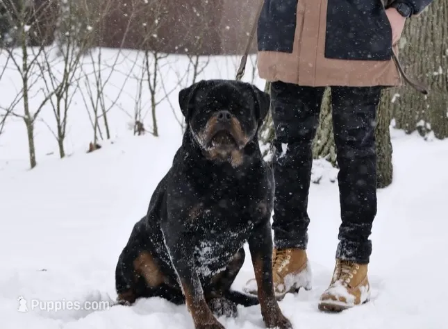 Nanuk Dark Force – Rottweiler puppy for sale in Parker, CO