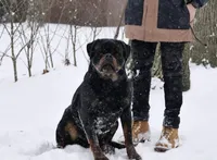 Nanuk Dark Force, a male Rottweiler for sale in Parker, CO – 1 of 3