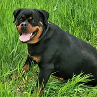 Ranger, a male Rottweiler for sale in Parker, CO – 2 of 2